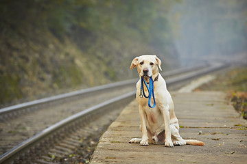 Image showing Dog on the railway platform