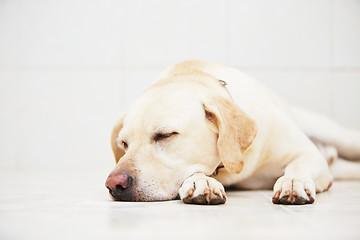 Image showing Sad dog