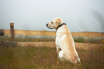 Image showing Dog is waiting