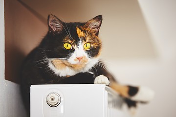 Image showing Cat on the radiator