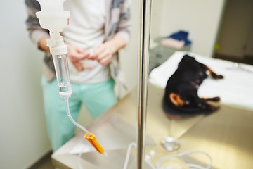 Image showing Sick dog in the veterinary clinic 