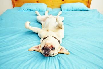 Image showing Dog is lying on the bed 