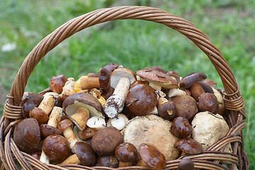 Image showing Mushrooms in basket