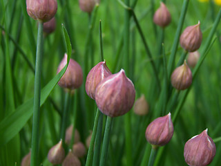 Image showing Young garlic