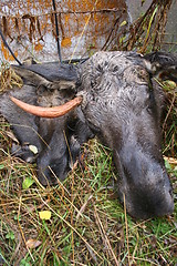 Image showing dead elk