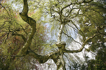 Image showing Springtime in the park