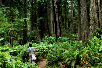 Image showing Girl in the woods