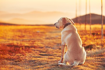 Image showing Dog at the sunset