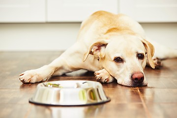 Image showing Hungry dog
