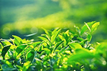 Image showing Tea plantation