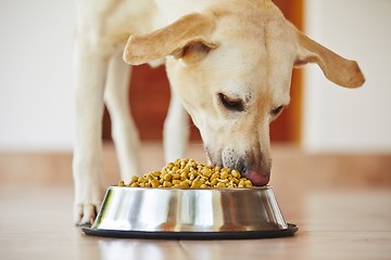 Image showing Hungry dog