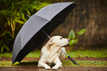 Image showing Dog in rain