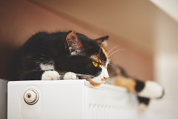 Image showing Cat on the radiator