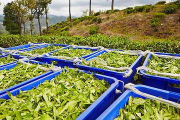 Image showing Leaves of tea in boxes