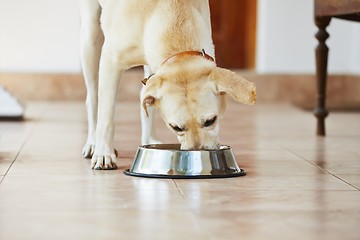 Image showing Hungry dog