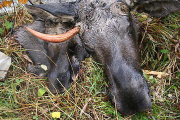 Image showing dead elk