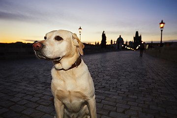 Image showing Dog at the sunrise