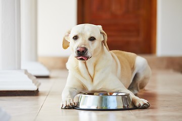 Image showing Hungry dog