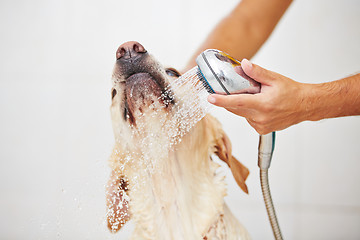 Image showing Dog in bathroom