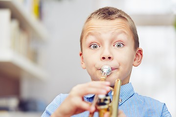 Image showing Little trumpeter