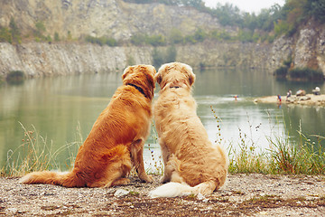 Image showing Two golden retriever dogs