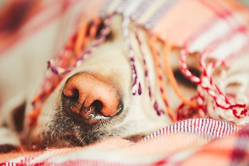 Image showing Dog under the blanket