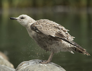 Image showing Herring gull