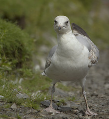 Image showing Herring gull