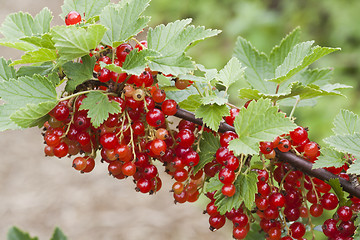 Image showing red currants