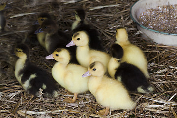 Image showing ducklings