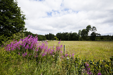 Image showing meadows