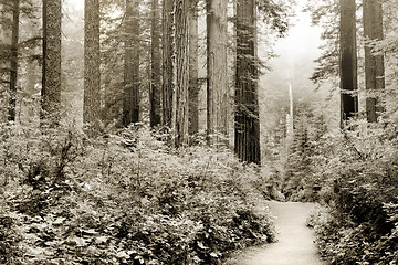 Image showing California redwoods