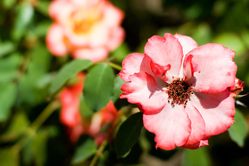 Image showing Rose garden