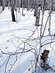 Image showing   a piece of the winter forest