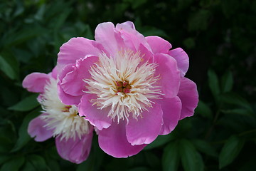 Image showing Sarah Bernhardt peony