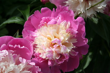 Image showing Sarah Bernhardt peony