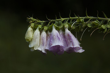 Image showing digitalis