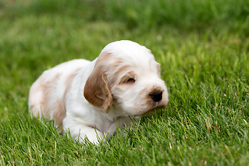 Image showing small purebred English Cocker Spaniel puppy