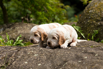 Image showing two small purebred English Cocker Spaniel puppy