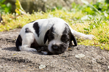 Image showing purebred English Cocker Spaniel puppy