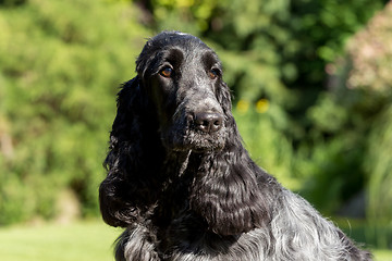 Image showing outdoor portrait of english cocker spaniel