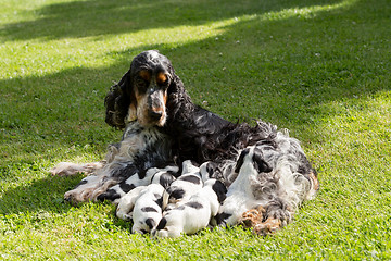 Image showing purebred English Cocker Spaniel with puppy