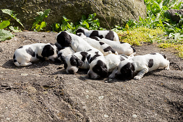 Image showing purebred English Cocker Spaniel puppies