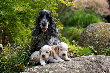 Image showing purebred English Cocker Spaniel with puppy