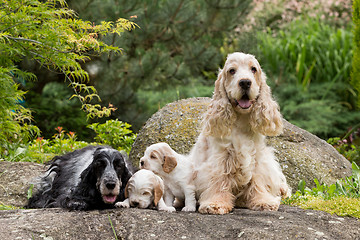 Image showing purebred English Cocker Spaniel with puppy