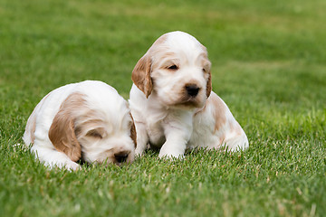 Image showing two small purebred English Cocker Spaniel puppy