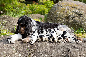 Image showing purebred English Cocker Spaniel with puppy