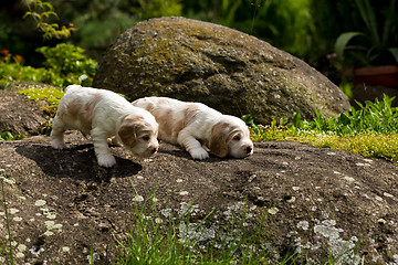 Image showing two small purebred English Cocker Spaniel puppy