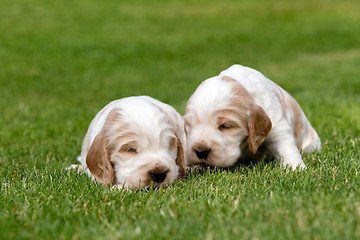 Image showing two small purebred English Cocker Spaniel puppy