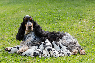 Image showing purebred English Cocker Spaniel with puppy